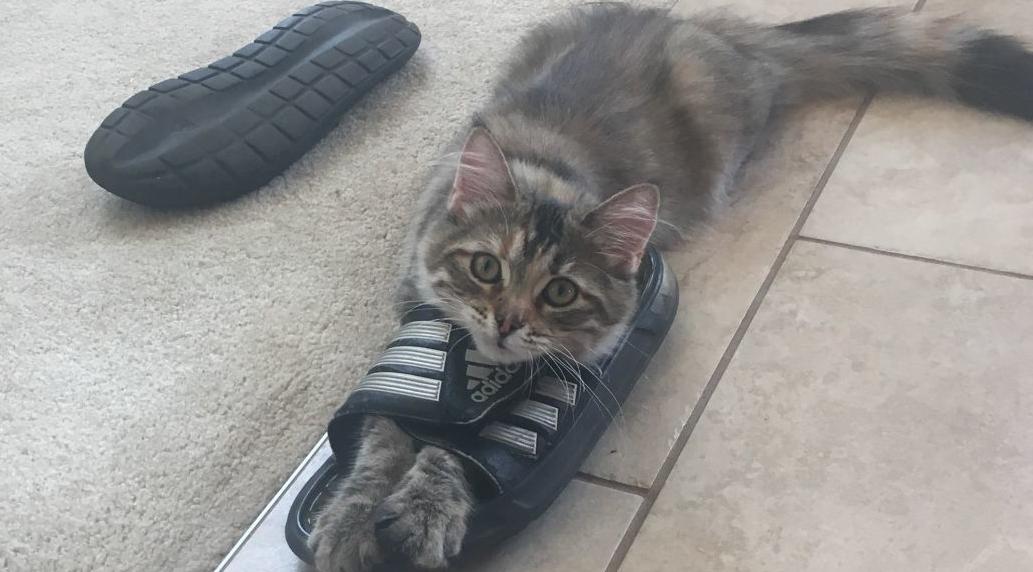 If the shoe fits!